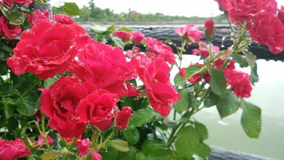 玫瑰花怎么养可以花繁叶茂,掌握五个养护技巧就能实现