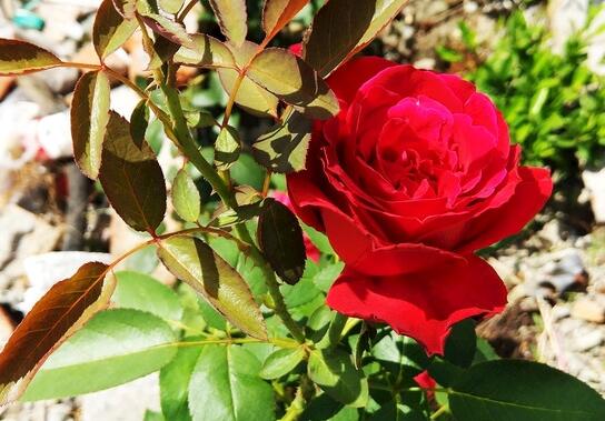 玫瑰花怎么养可以花繁叶茂,掌握五个养护技巧就能实现