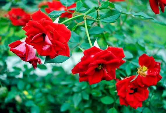 玫瑰花怎么养可以花繁叶茂,掌握五个养护技巧就能实现