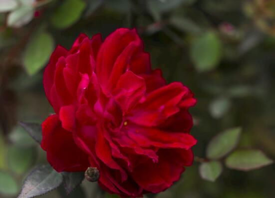 玫瑰花怎么养可以花繁叶茂,掌握五个养护技巧就能实现