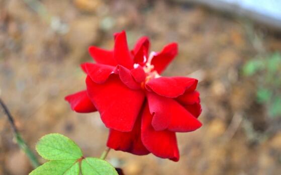 玫瑰花怎么养可以花繁叶茂,掌握五个养护技巧就能实现