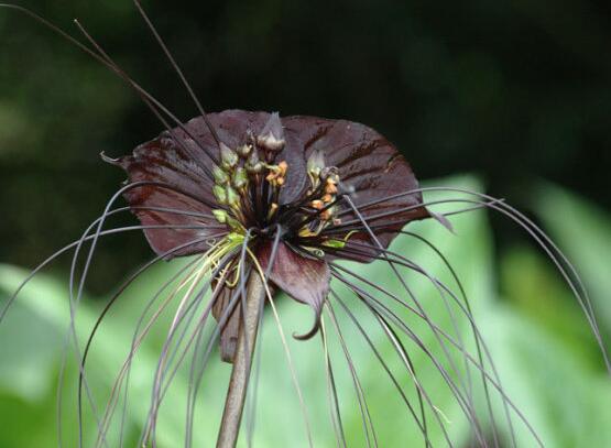 23种世上最黑最黑的花,盘点世上紫到发黑的花朵
