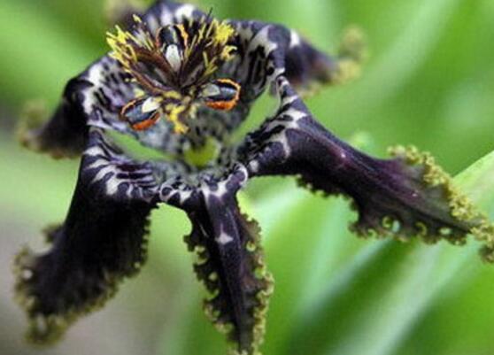 23种世上最黑最黑的花,盘点世上紫到发黑的花朵