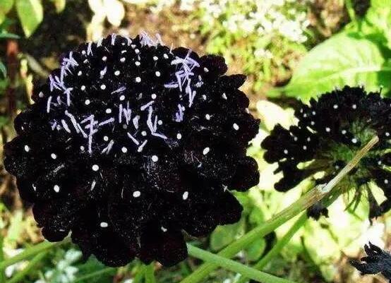 23种世上最黑最黑的花,盘点世上紫到发黑的花朵