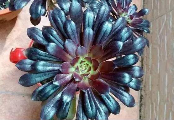 23种世上最黑最黑的花,盘点世上紫到发黑的花朵