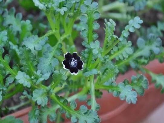 23种世上最黑最黑的花,盘点世上紫到发黑的花朵