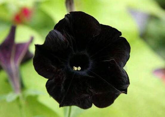 23种世上最黑最黑的花,盘点世上紫到发黑的花朵