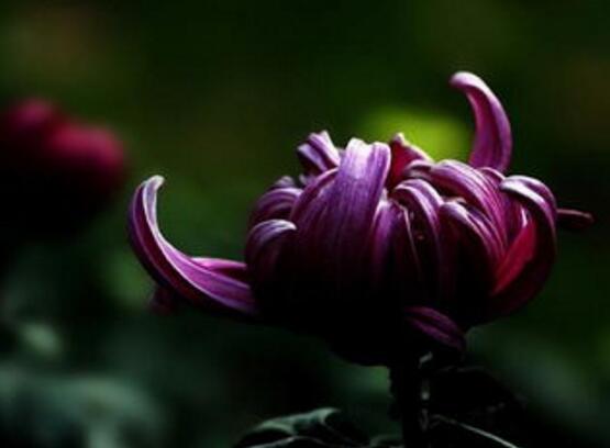 23种世上最黑最黑的花,盘点世上紫到发黑的花朵