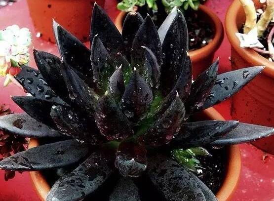 23种世上最黑最黑的花,盘点世上紫到发黑的花朵