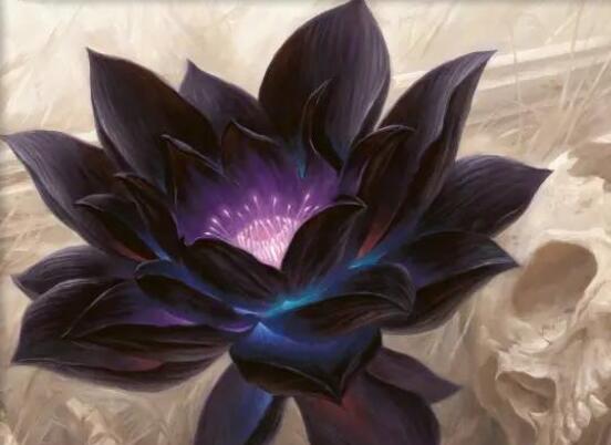 23种世上最黑最黑的花,盘点世上紫到发黑的花朵