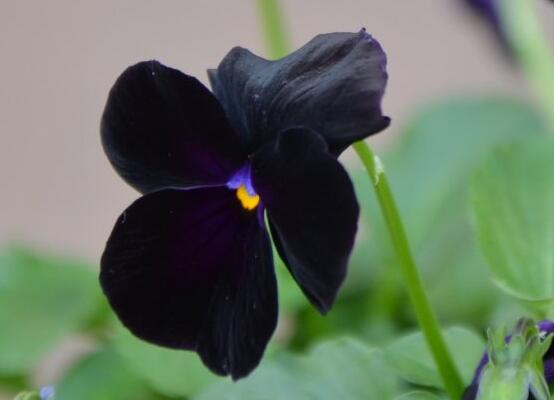 23种世上最黑最黑的花,盘点世上紫到发黑的花朵