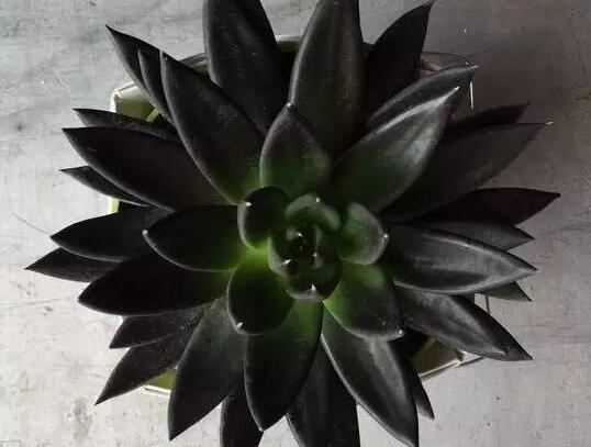 23种世上最黑最黑的花,盘点世上紫到发黑的花朵