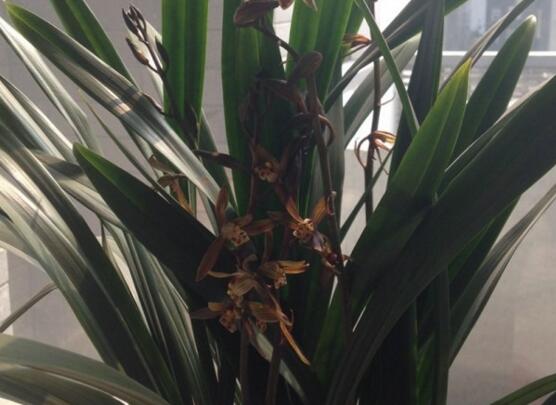 23种世上最黑最黑的花,盘点世上紫到发黑的花朵