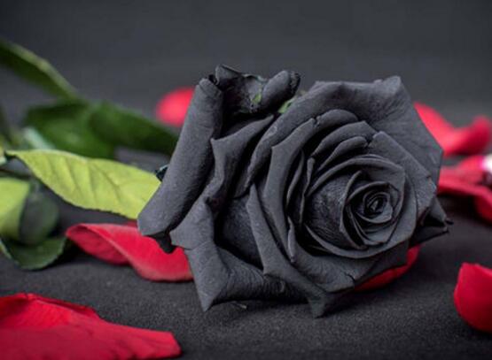 23种世上最黑最黑的花,盘点世上紫到发黑的花朵