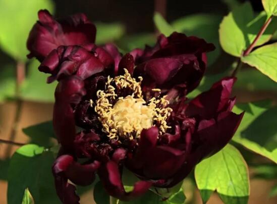 23种世上最黑最黑的花,盘点世上紫到发黑的花朵