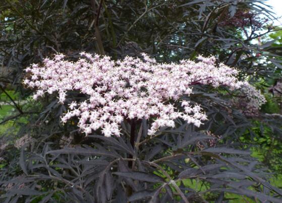 23种世上最黑最黑的花,盘点世上紫到发黑的花朵