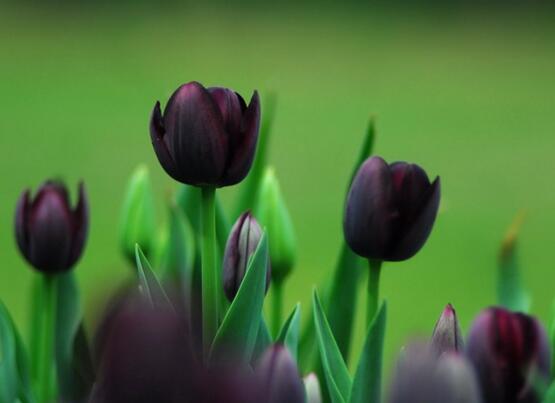 23种世上最黑最黑的花,盘点世上紫到发黑的花朵