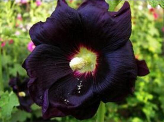 23种世上最黑最黑的花,盘点世上紫到发黑的花朵