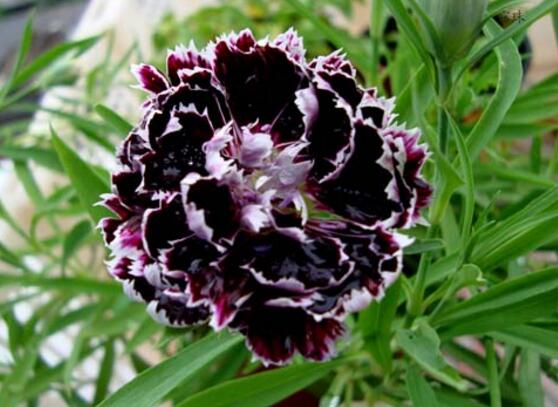 23种世上最黑最黑的花,盘点世上紫到发黑的花朵