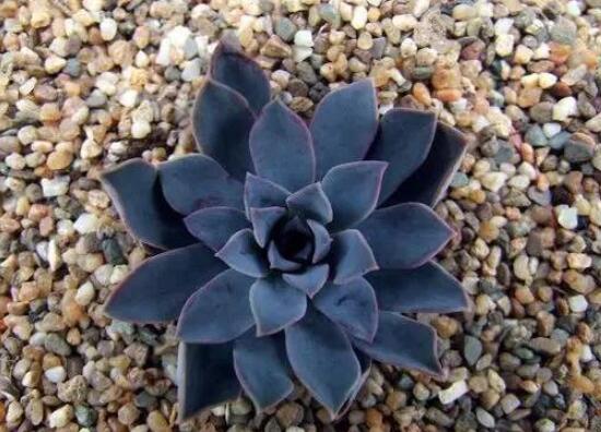 23种世上最黑最黑的花,盘点世上紫到发黑的花朵