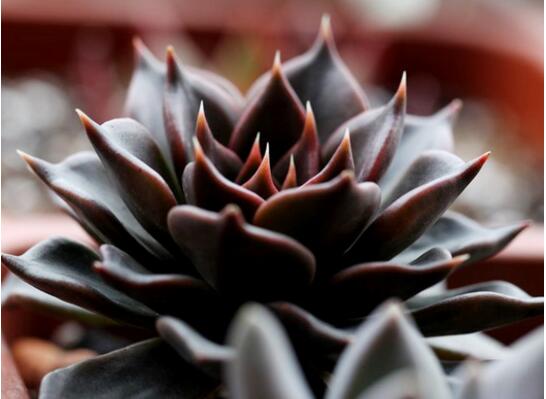 23种世上最黑最黑的花,盘点世上紫到发黑的花朵