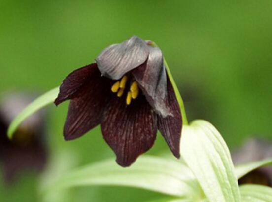 23种世上最黑最黑的花,盘点世上紫到发黑的花朵