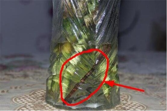 富贵竹叶子发干怎么办,3个办法让富贵竹叶子立刻绿油油