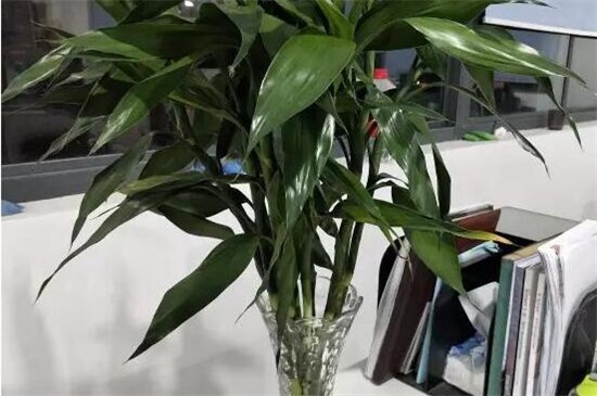 富贵竹叶子发干怎么办,3个办法让富贵竹叶子立刻绿油油