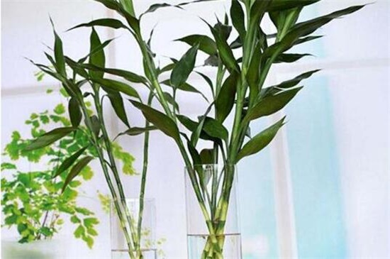 富贵竹叶子发干怎么办,3个办法让富贵竹叶子立刻绿油油