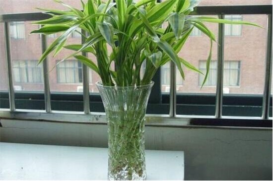 富贵竹叶子发干怎么办,3个办法让富贵竹叶子立刻绿油油