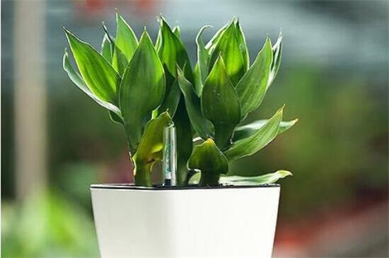 富贵竹叶子发干怎么办,3个办法让富贵竹叶子立刻绿油油