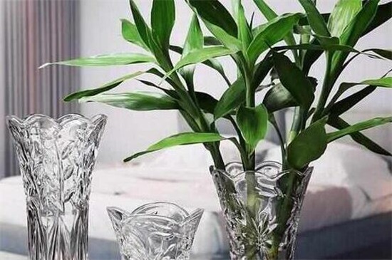 富贵竹叶子发干怎么办,3个办法让富贵竹叶子立刻绿油油