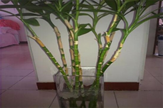 富贵竹叶子发干怎么办,3个办法让富贵竹叶子立刻绿油油