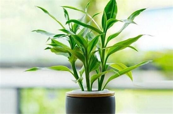 富贵竹叶子发干怎么办,3个办法让富贵竹叶子立刻绿油油