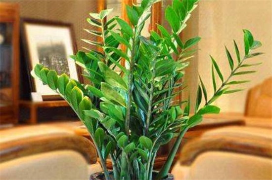 金钱树掉叶子怎么办,4个方法解决金钱树掉叶子问题