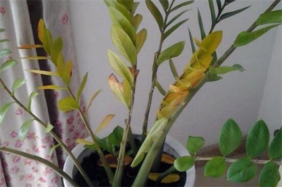 金钱树掉叶子怎么办,4个方法解决金钱树掉叶子问题