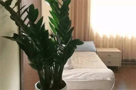 金钱树掉叶子怎么办,4个方法解决金钱树掉叶子问题