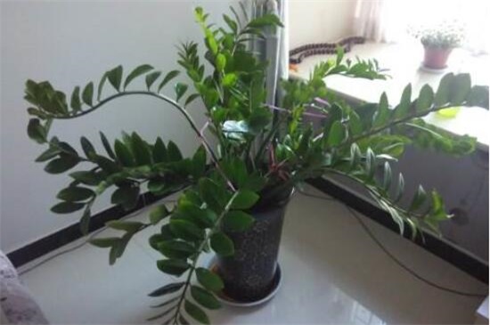 金钱树掉叶子怎么办,4个方法解决金钱树掉叶子问题