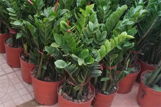 金钱树掉叶子怎么办,4个方法解决金钱树掉叶子问题