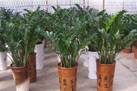 金钱树掉叶子怎么办,4个方法解决金钱树掉叶子问题