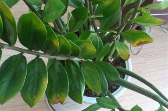 金钱树掉叶子怎么办,4个方法解决金钱树掉叶子问题