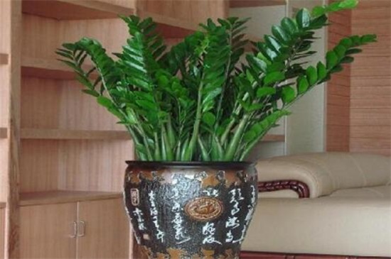 金钱树掉叶子怎么办,4个方法解决金钱树掉叶子问题