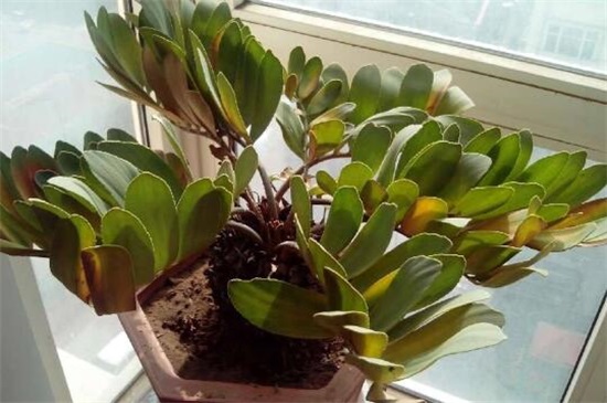 金钱树掉叶子怎么办,4个方法解决金钱树掉叶子问题