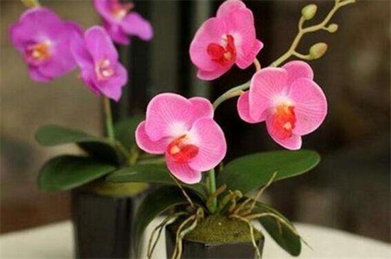 蝴蝶兰怎么繁殖出幼苗,花梗/断心催芽和切茎3种繁殖法