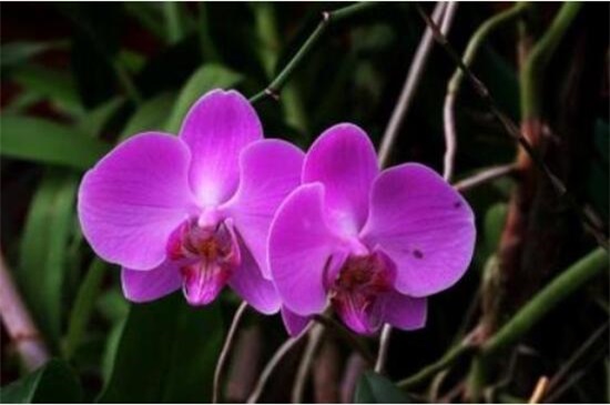 蝴蝶兰怎么繁殖出幼苗,花梗/断心催芽和切茎3种繁殖法