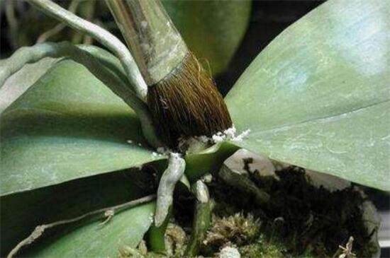 蝴蝶兰怎么繁殖出幼苗,花梗/断心催芽和切茎3种繁殖法