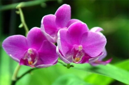 蝴蝶兰怎么繁殖出幼苗,花梗/断心催芽和切茎3种繁殖法