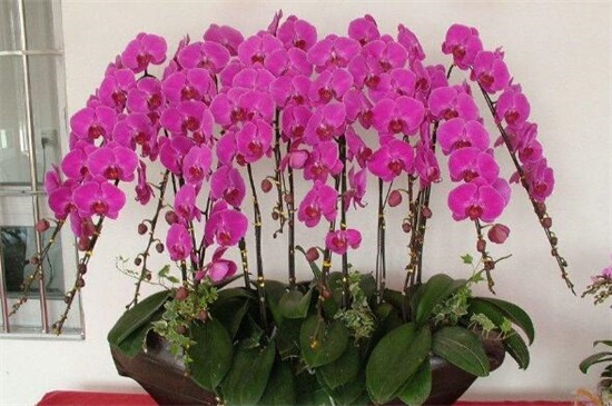 蝴蝶兰怎么繁殖出幼苗,花梗/断心催芽和切茎3种繁殖法