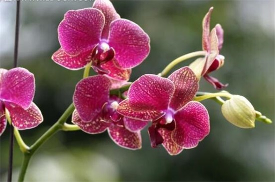 蝴蝶兰怎么繁殖出幼苗,花梗/断心催芽和切茎3种繁殖法