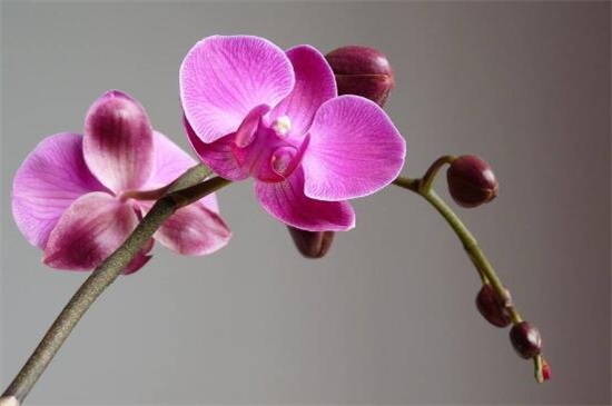 蝴蝶兰怎么繁殖出幼苗,花梗/断心催芽和切茎3种繁殖法